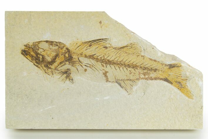 Bargain, Uncommon Fish Fossil (Mioplosus) - Wyoming #320362